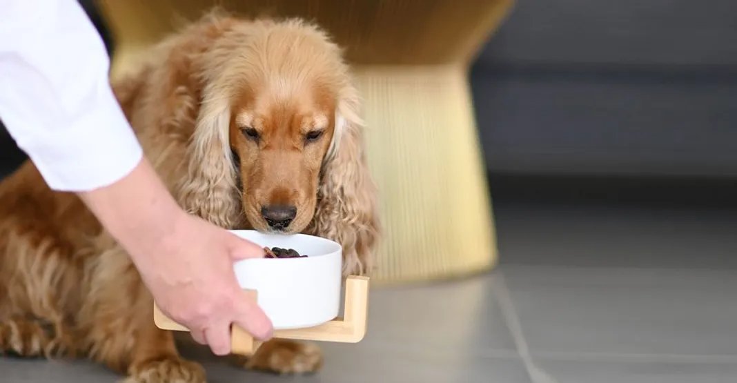 Conseils soins animaux