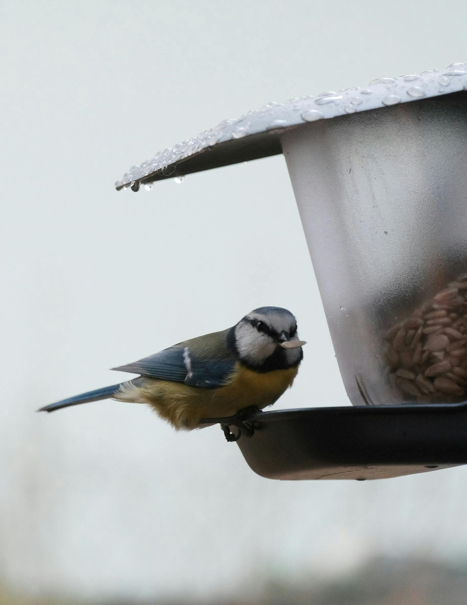 Produits pour oiseau